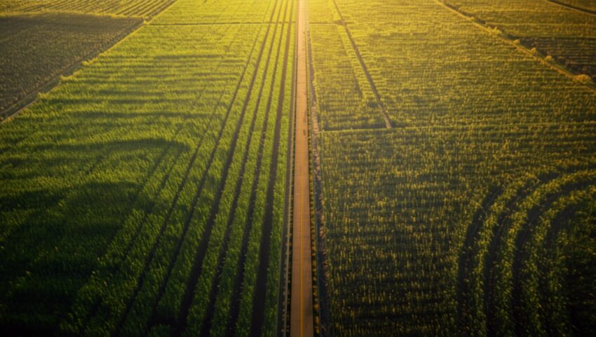 aerial view of a road cutting through green agricultural fields divided into rectangular plots at sunset