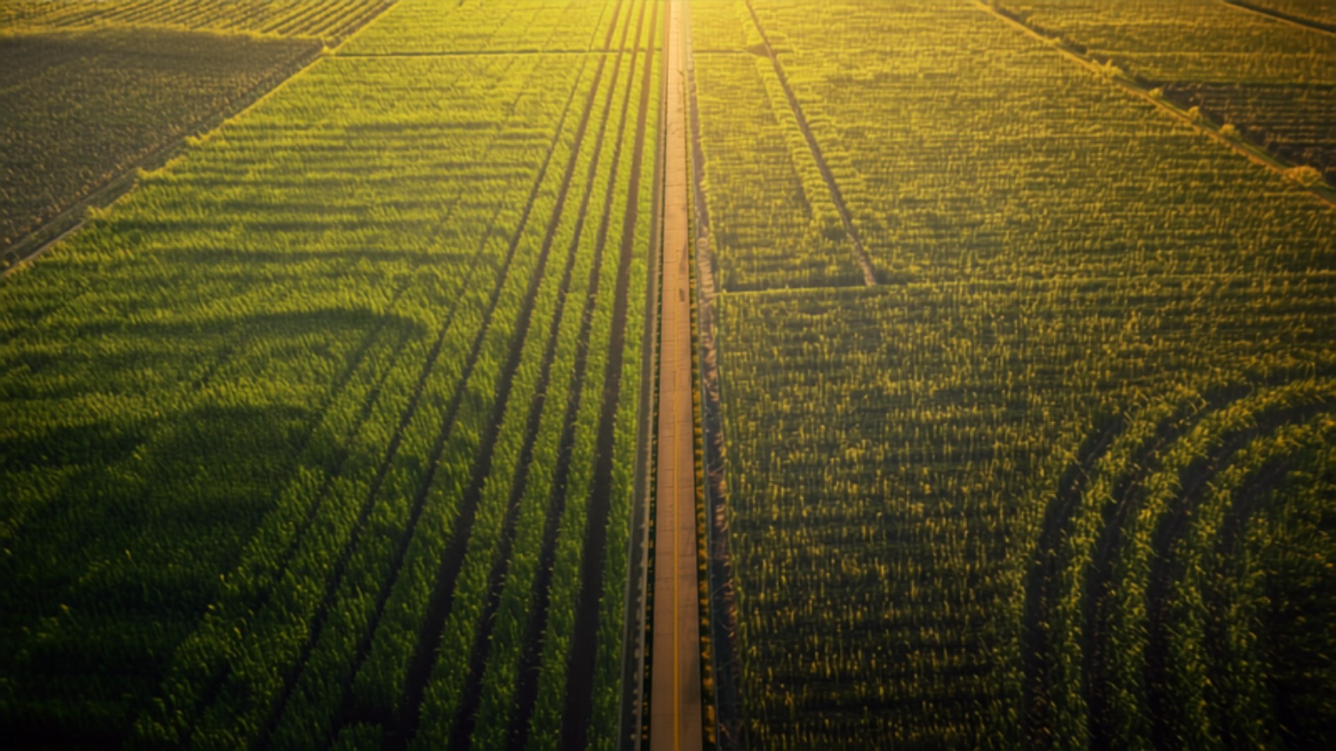 Aerial view of a road cutting through green agricultural fields divided into rectangular plots at sunset
