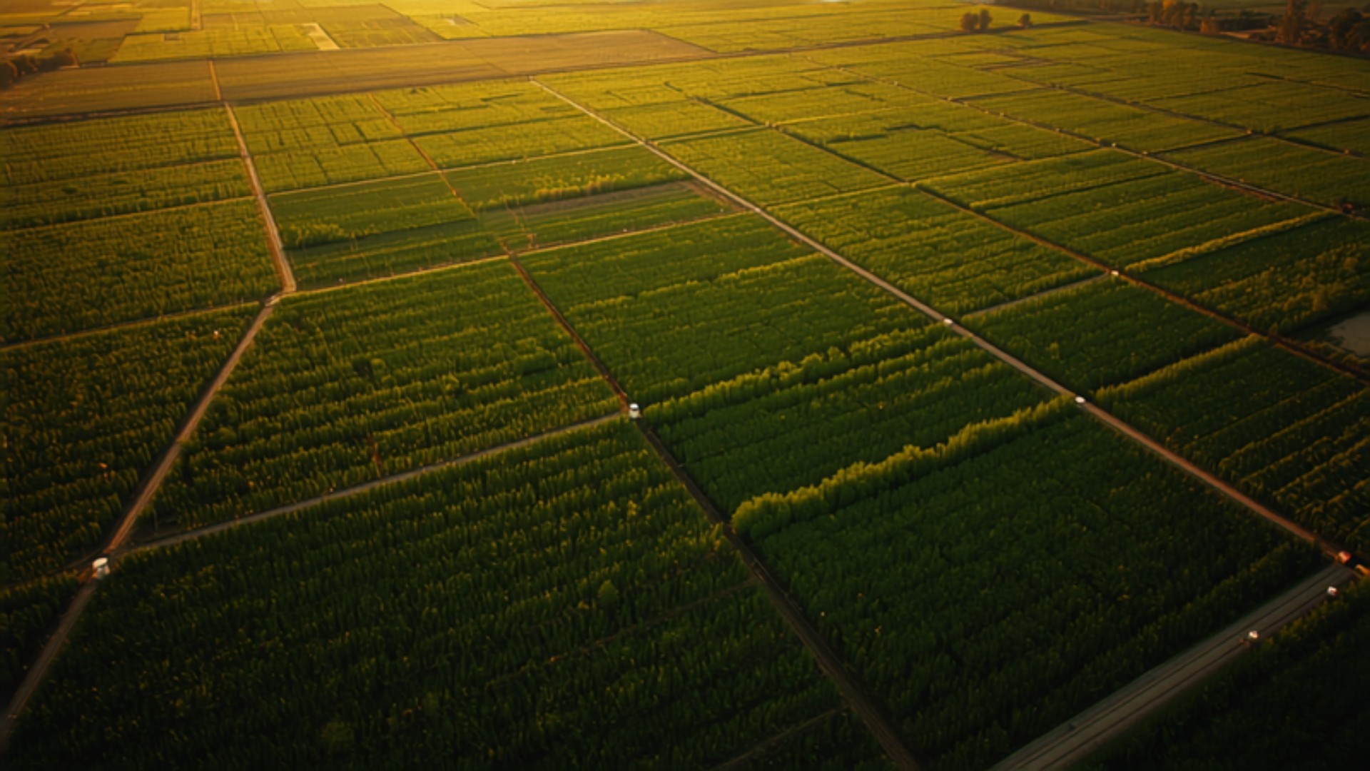 Aerial view of subdivided green farmland plots in Maharashtra at golden hour, marked into rectangular parcels by roads and boundary lines