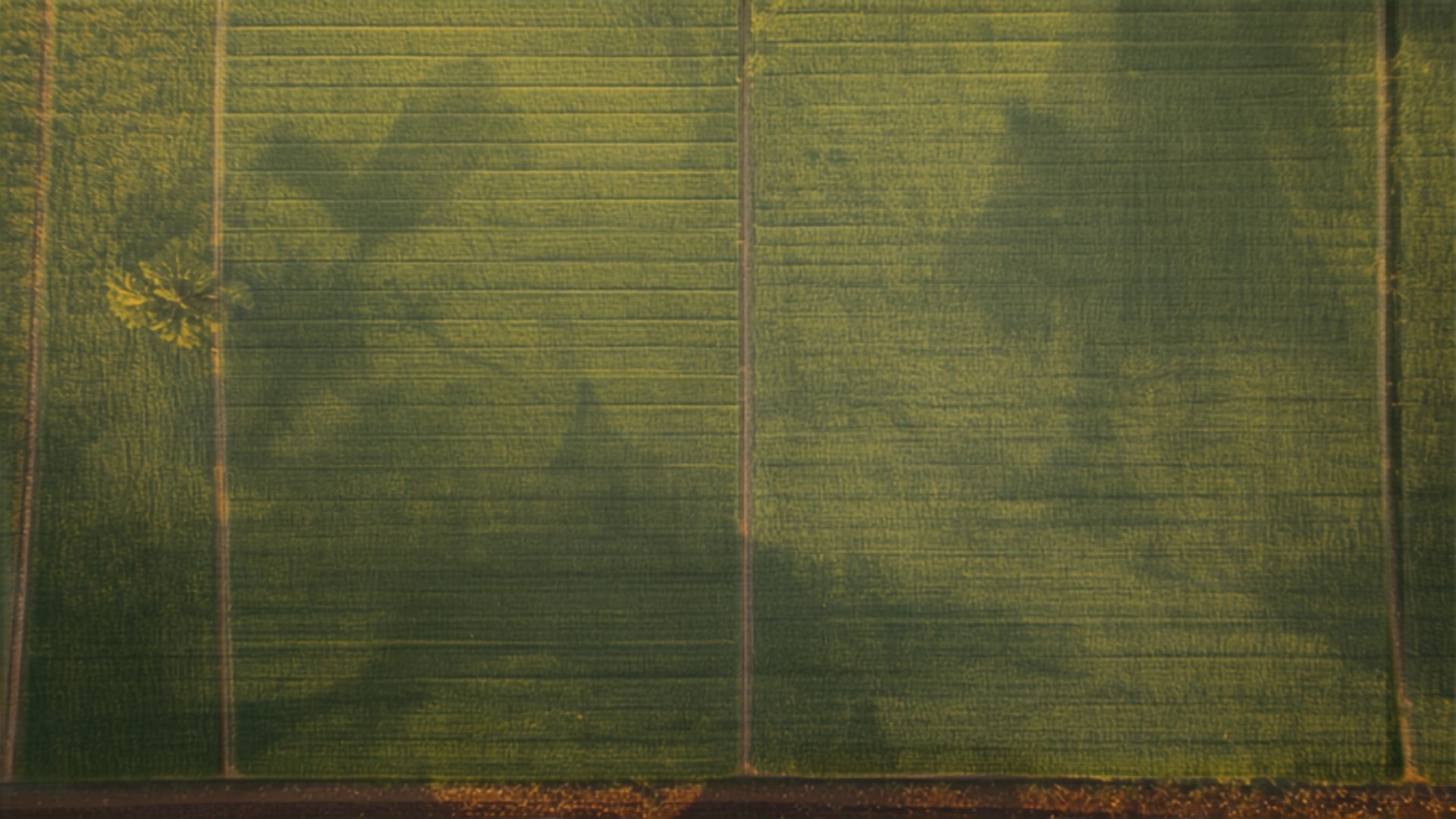 Overhead aerial view of a single green agricultural plot with faint bunds and dividing lines running across the field.