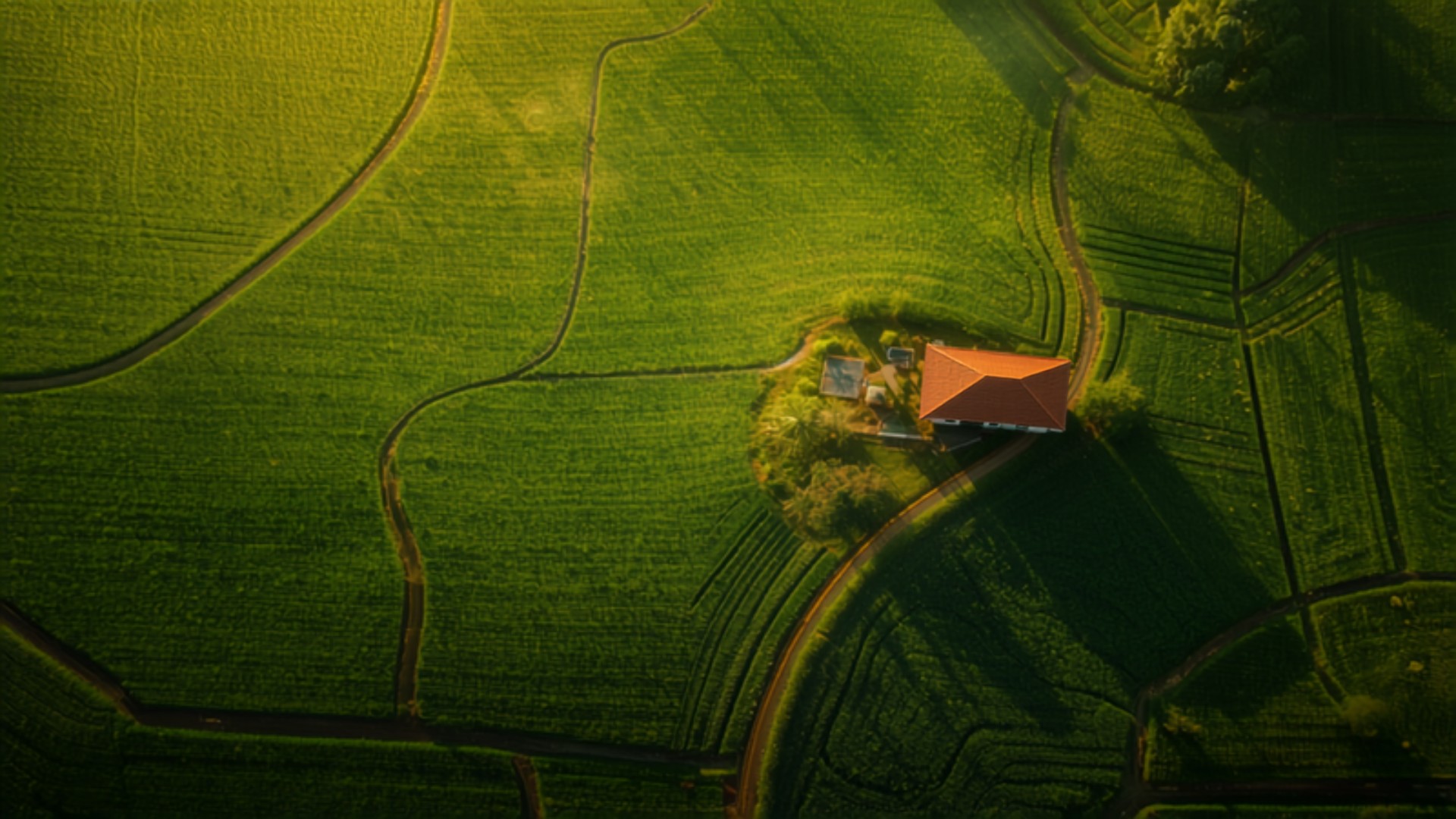 Aerial view of a large green agricultural landholding in rural Maharashtra with faint internal field boundary lines, dirt tracks along the edges and a farmhouse with an orange-red tiled roof at the centre in warm morning light